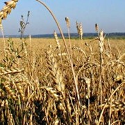 Зерно, зерновые пшеница продам в херсоне