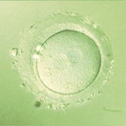 Донорство яйцеклеток (суррогатное материнство), (Клиника репродуктивной медицины ВіоТехСом) фото
