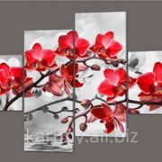 Модульная картина Красные орхидеи ( код 247 )