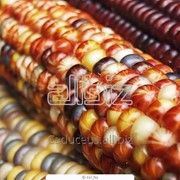 Кукуруза кормовая желтая, yellow corn (organic)
