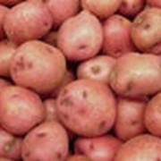 Отборный картофель фото