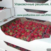 Лотоки и ящики для ягод клубники малины фото