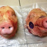Головы свиные ограбленые фото