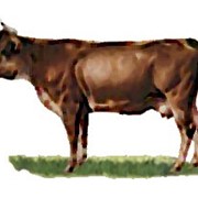 Нетели швицкая порода коров