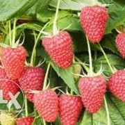 Саженцы малины фотография