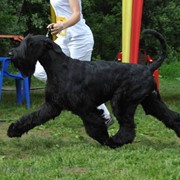 Инструктор по дрессировке фото