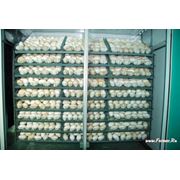 Продаю инкубационное гусиное яйцо фотография