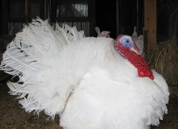 Купить Индюшат Белая Широкогрудая