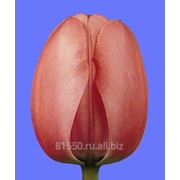 Луковица цветочных культур Pink Impression