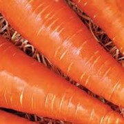 Морковь фото