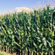 Гибрид кукурузы Подольский 274 СВ фото