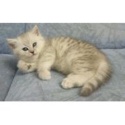 Британская короткошерстная кошка фото