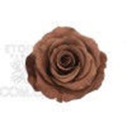 Роза Стандарт 6гол. коричневый Код. RST/2910 фото