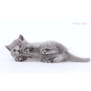 Кошки британские короткошерстные сплошных (солидных) окрасов фото