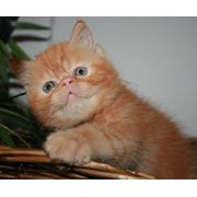 Экзотический котик красный мрамор Гарфилт фото