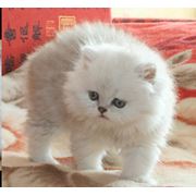Котята персидские фото