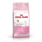 Сухой корм для котят (опдходит для хорьков) Royal Canin Mother and Babycat 34 - 4 кг фотография