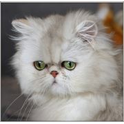 Кошка CH SKARLETT of Severnoe Ozherel'e фото