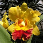 Орхидеи Young Kong фото