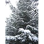 Крупномеры хвойные фото