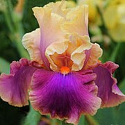 Ирис бородатый Колетт Турийе (Iris Bearded Colette Thurilet), 7л. горшок. фото