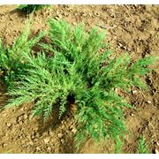 Можжевельник казацкий Juniperus sabina ‘ Mas‘ фото