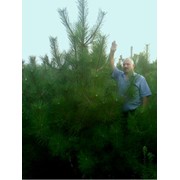 Сосна крымская для озеленения и на елку Новогоднюю, Запорожье фото