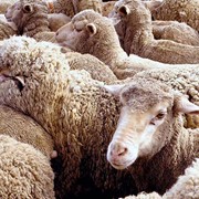Овцы племенные цигайской и курдючной породы