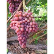 Саженцы винограда кишмишных сортов