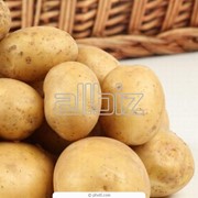 Картошка фото