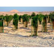 Восстановитель почвы ЭридГроу® - озеленить пустыню фотография