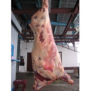 Мясо говядина оптом(свеж, заморож, охлажденное, туша) фотография