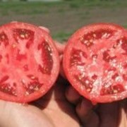 Семена томата Багира F1 50 г F1 (детерминантный)