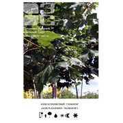 Клен остролистный: Acer platanoides Globosum