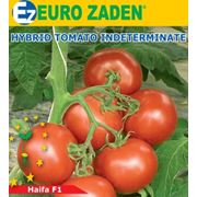 Семена томата EURO ZADEN (Голландия)