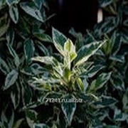 Ландшафтное растение Дёрен Гухаулти белый фотография
