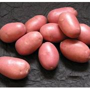 Семена картофеля фото