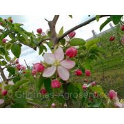 Яблоки персики фотография