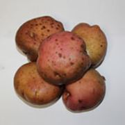 Семена картофеля Романо фото