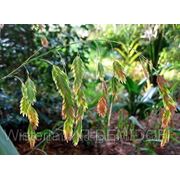 Плоскоколосник широколистный (Chasmanthium latifolium) фото