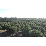 Ель голубая (колючая) фото
