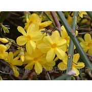 Жасмин голоцветковый — Jasminum nudiflorum Lindl фото