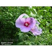 Гибискус сирийский на штамбе — Hibiscus syriacus фото