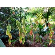 Плоскоколосник широколистный (Chasmanthium latifolium) фото