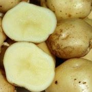 Картофель (белый) фото