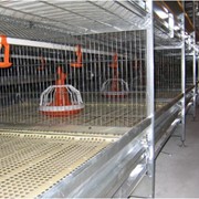 Батареи клеточные для птицеводства фото