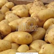 Картофель кормовой