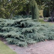 Можжевельник Juniperus virg. Grey Owl
