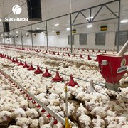 Оборудование для напольного содержания птицы фото