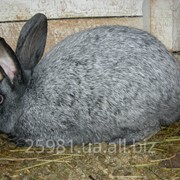 Кролики Полтавское серебро фото